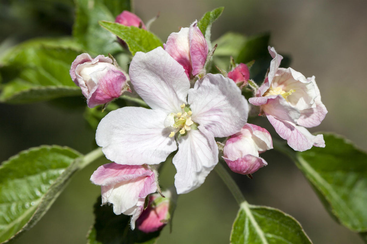Malus 'Elstar' mit Blüte, erhältlich von 150-200 bis 450-650 cm; Einsatz: ;;ab 34,60 Euro