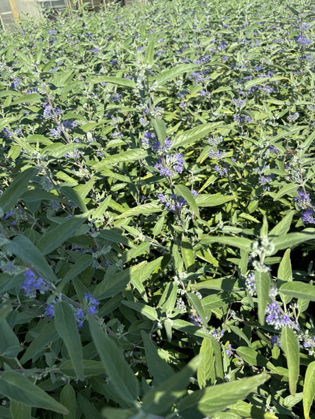 Bluebeard 'Heavenly Blue'; bienenfreundlich;;mit zeitnaher Lieferung