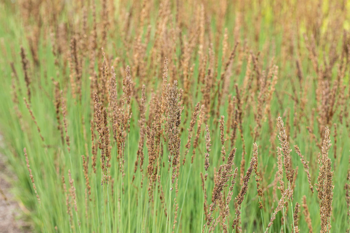 Molinia caerulea 'Moorhexe' mit Blüte; Einsatz: ;;ab 5,10 Euro