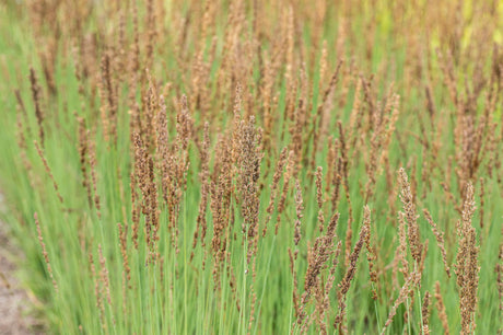 Molinia caerulea 'Moorhexe' mit Blüte; Einsatz: , ;;ab 4,48 Euro