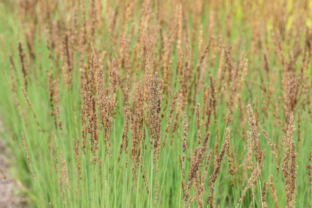 Molinia caerulea 'Moorhexe' mit Blüte; Einsatz: ;;ab 5,10 Euro