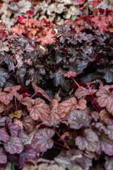 Heuchera micrantha 'Obsidian'; winterhart;;ab 0,00 Euro