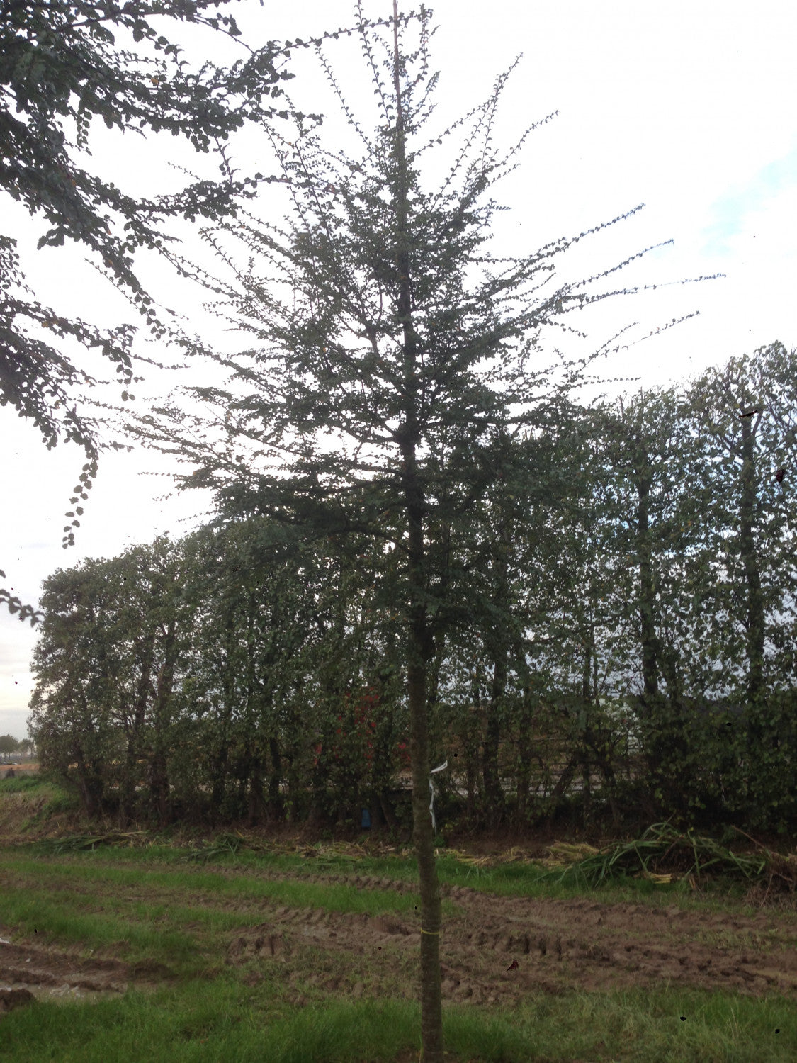 Nothofagus antarctica , erhältlich von 125-150 bis 200-250 cm;;ab 91,00 Euro
