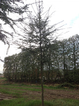 Nothofagus antarctica , erhältlich von 125-150 bis 200-250 cm;;ab 91,00 Euro