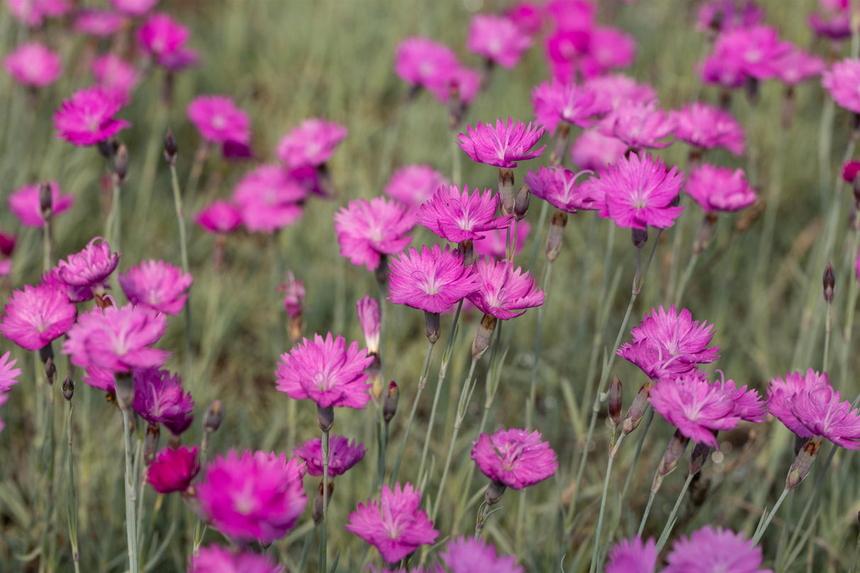 Dianthus carthusianorum mit Blüte; Einsatz: ;;ab 3,20 Euro