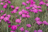 Dianthus carthusianorum; hier mit Blüte; schneckensicher (schneckenresistent); Einsatzmöglichkeit z.B. : Steingärten;;ab 0,00 Euro