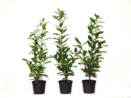 Prunus laurocerasus 'Caucasica'; hier im Topf; bietet Vögeln Nistplatz; Einsatzmöglichkeit z.B. : Grundstücksabgrenzung;;mit zeitnaher Lieferung