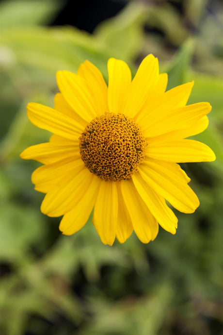 Heliopsis scabra 'Hohlspiegel' , ;;ab 4,20 Euro