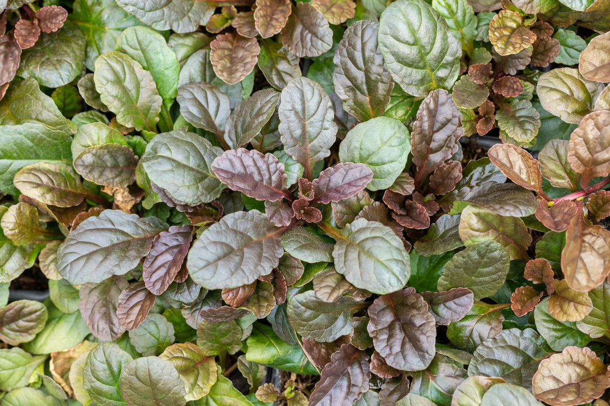 Ajuga reptans 'Atropurpurea' mit Blüte; Einsatz: ;;ab 3,00 Euro