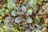 Ajuga reptans 'Atropurpurea'; hier mit Blüte; winterhart; Einsatzmöglichkeit z.B. : wüchsiger Flächendecker, Flächenbegrünung;;ab 0,00 Euro