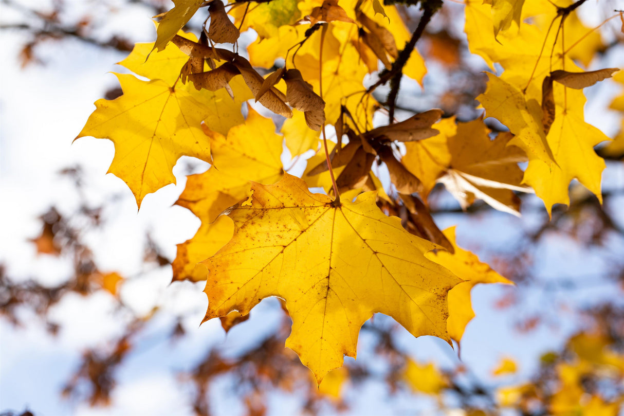 Spitz-Ahorn mit Herbstlaub, erhältlich als: Sämling; Einsatz: Parksrobust;;günstig mit Qualität