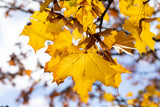 Spitz-Ahorn mit Herbstlaub, erhältlich als: Sämling; Einsatz: Parksrobust;;günstig mit Qualität