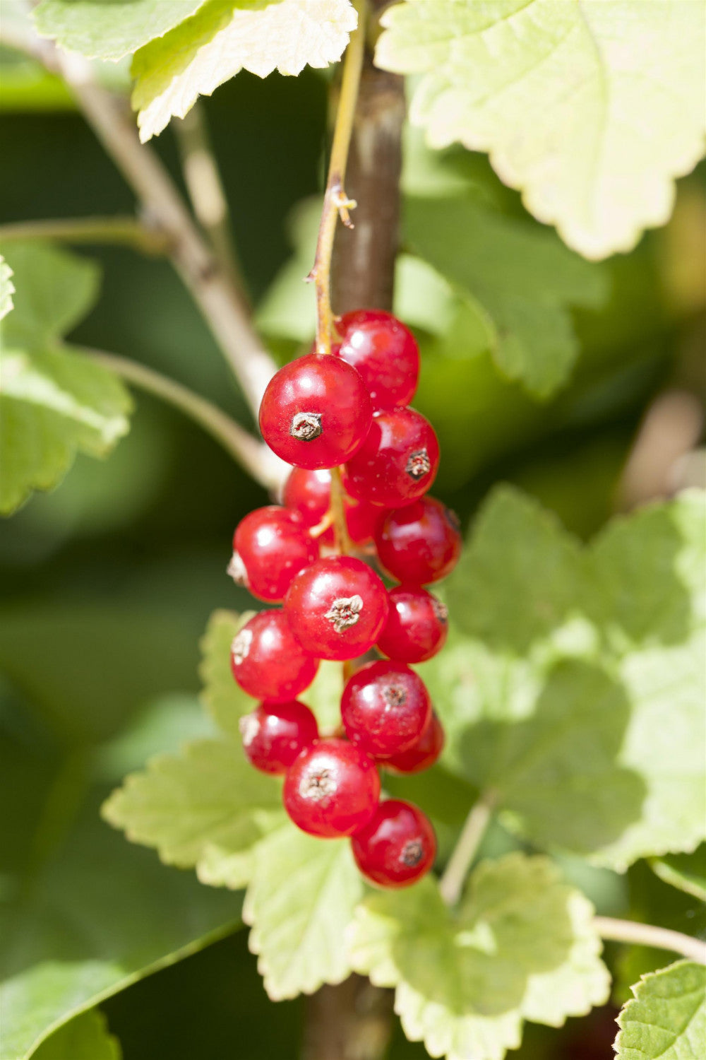 Ribes rubrum 'Gerouge 1' -R mit Früchten, erhältlich von 3- bis 80-90 cm; Einsatz: , ;;ab 11,15 Euro