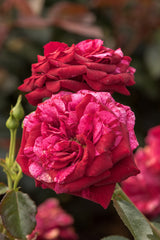 Rosa 'Deep Impression' BT; hier mit Blüte; duftend; Einsatzmöglichkeit z.B. : Beete;;ab 13,10 Euro