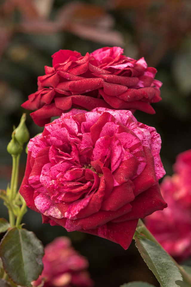 Rosa 'Deep Impression' BT mit Blüte; Einsatz: ;;ab 9,50 Euro