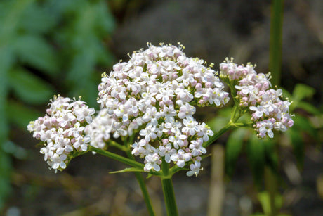 Valeriana officinalis mit Blüte; Einsatz: ;;ab 3,35 Euro