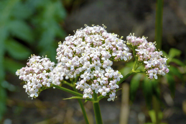 Valeriana officinalis mit Blüte; Einsatz: ;;ab 3,35 Euro