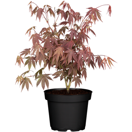 Acer palmatum 'Bloodgood' Versand; Einsatz: parkbaumkompakte Größe;;ab 41,60 Euro