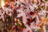 Satinbaum mit Herbstlaub; Einsatz: Parkbaumanspruchslos;;Pflanzen vom Profi