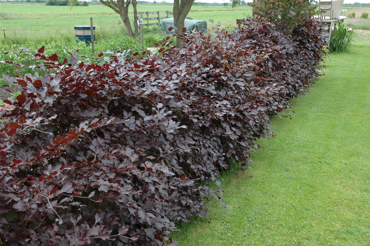 Fagus sylvatica purpurea gute Sichtschutzwirkung;;ab 6,30 Euro