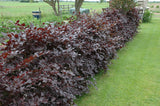 Fagus sylvatica purpurea gute Sichtschutzwirkung;;ab 6,30 Euro