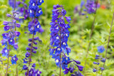 Delphinium Pacific 'Blue Bird'; hier mit Blüte; schneckensicher (schneckenresistent); Einsatzmöglichkeit z.B. : Rabatten;;ab 0,00 Euro