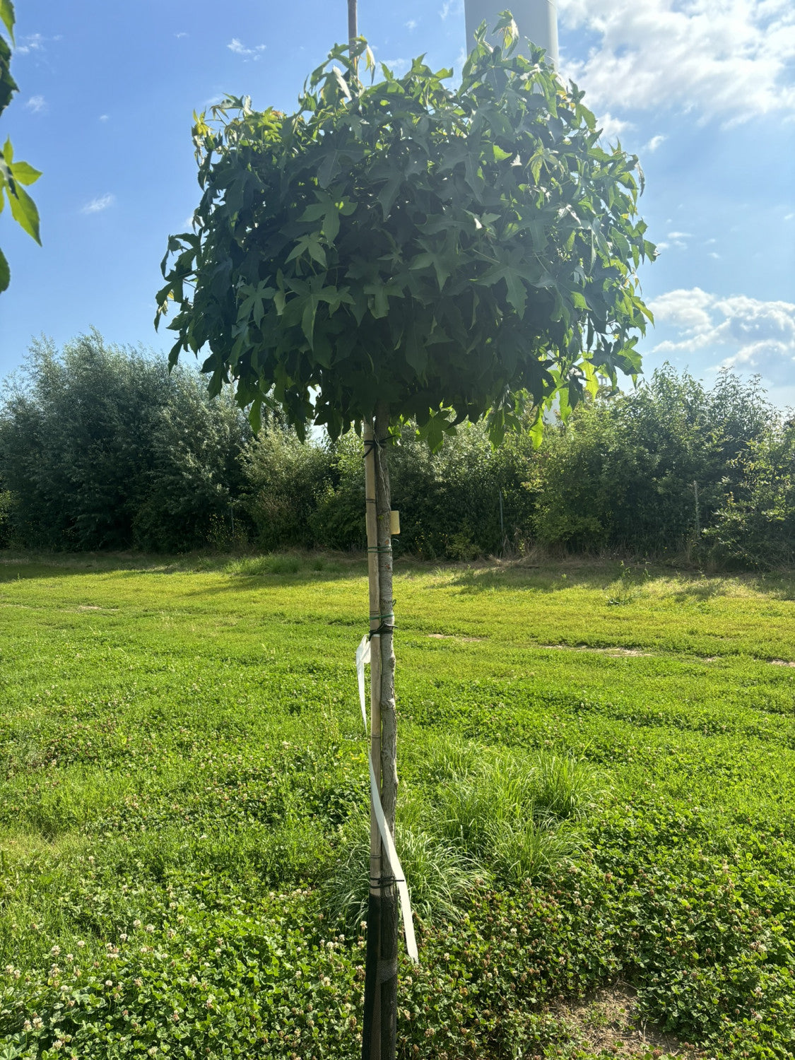 Liquidambar styraciflua 'Gumball' , erhältlich von 270-330 bis 450-650 cm;;ab 540,00 Euro