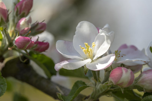 Malus 'Rheinischer Bohnapfel' mit Blüte, erhältlich von 150-200 bis 450-650 cm; Einsatz: ;;ab 34,60 Euro