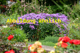 Genaues Foto für Aster novi-belgii 'Blaukuppel' folgt; dieses ähnliche Bild dient der Illustration von Garten-Glattblatt-Aster