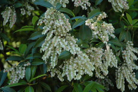 Pieris japonica 'White Pearl' mit Blüte, erhältlich von 20-25 bis 60-80 cm; Einsatz: ;;ab 17,40 Euro