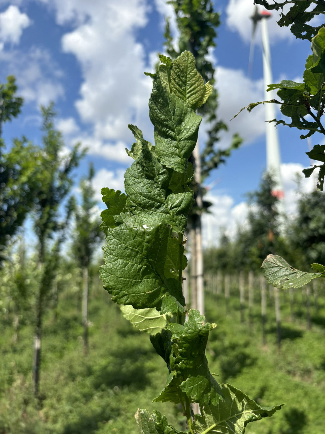 Ulmus glabra 'Columella' mit Sommerbelaubung; Einsatz: Solitärbaumpflegeleicht;;mit zeitnaher Lieferung