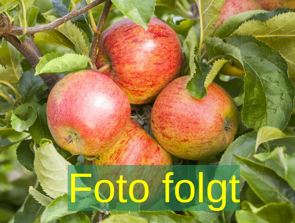 Bild wird ergänzt für Malus 'Alkmene' (Apfel 'Alkmene' mittel)