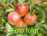 Malus 'Goldjuwel'; Bild wird ergänzt; robust; Einsatzmöglichkeit z.B. : Obstbaum; verfügbar in 17 Größen und Varianten;;ab 59,00 Euro