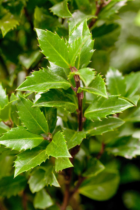 Ilex meserveae 'Heckenpracht' , erhältlich von 40-50 bis 60-80 cm;;ab 28,80 Euro
