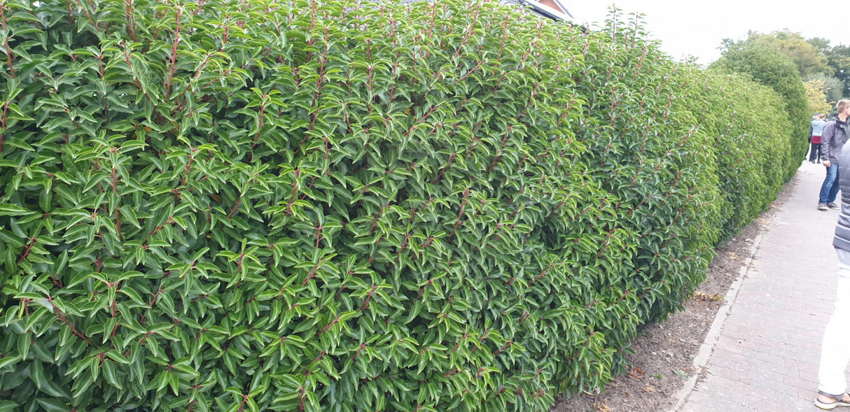 Portug. Lorbeerkirsche 'Angustifolia' , verfügbar in 8 Größen und Variantenschnittfest;;hier kaufen