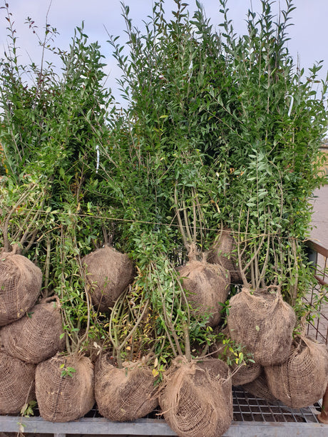 Ligustrum vulgare 'Atrovirens'; vorbereitet für Versand; robust gegen Krankheiten; Einsatzmöglichkeit z.B. : Vogelnährgehölz;;ab 0,00 Euro