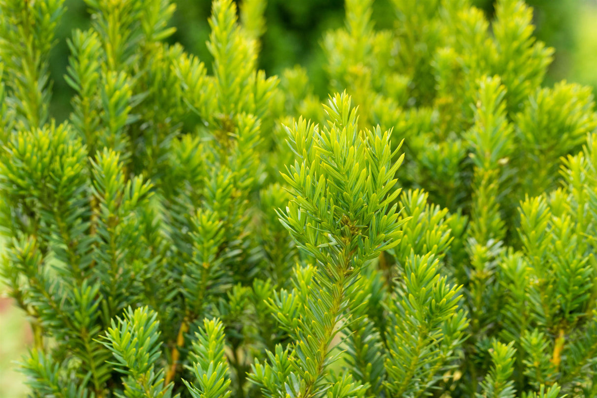 Hill's Yew , erhältlich als: Solitär;;günstig mit Qualität