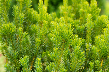 Hill's Yew , erhältlich als: Solitär;;günstig mit Qualität