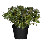 Rhododendron obt. 'Favorite'; hier im Topf; winterhart; Einsatzmöglichkeit z.B. : Solitärpflanze; verfügbar in 3 Größen und Varianten;;ab 36,00 Euro