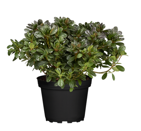 Rhododendron obt. 'Favorite' im Topf, erhältlich von 30-40 bis 50-60 cm; Einsatz: ;;ab 25,90 Euro