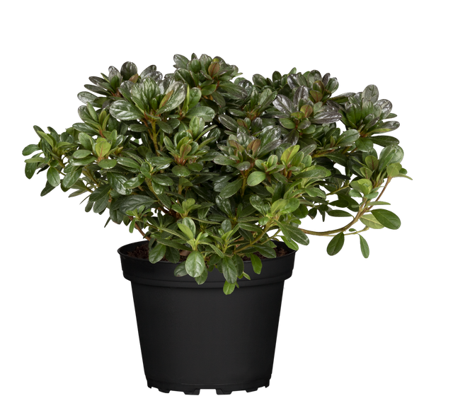 Rhododendron obt. 'Favorite' im Topf, erhältlich von 30-40 bis 50-60 cm; Einsatz: ;;ab 25,90 Euro