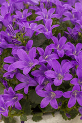 Campanula poscharskyana 'Blauranke'; hier mit Blüte; lange Blütezeit; Einsatzmöglichkeit z.B. : Steingärten;;ab 0,00 Euro