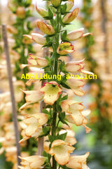 Genaues Foto für Digitalis ferruginea folgt; dieses ähnliche Bild dient der Illustration von Rostfarbiger Fingerhut