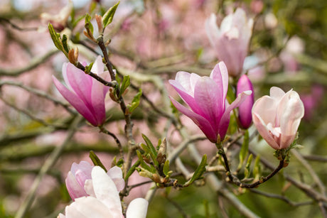 Magnolia liliiflora 'Betty' mit Blüte, erhältlich von 40-60 bis 150-175 cm; Einsatz: ;;ab 42,80 Euro
