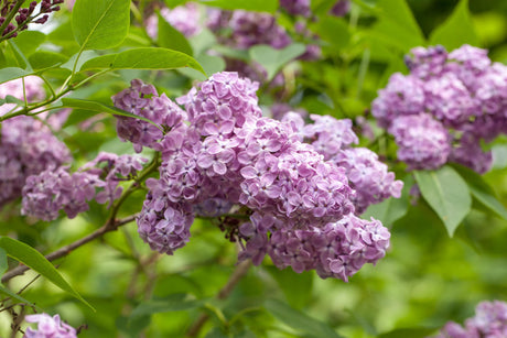 Syringa chinensis 'Saugeana' mit Blüte, erhältlich von 40-60 bis 150-175 cm; Einsatz: ;;ab 15,70 Euro