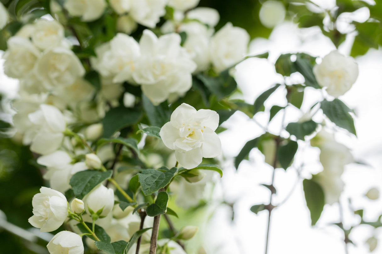 Philadelphus 'Virginal' mit Blüte, erhältlich von 40-60 bis 200-250 cm; Einsatz: ;;ab 6,90 Euro