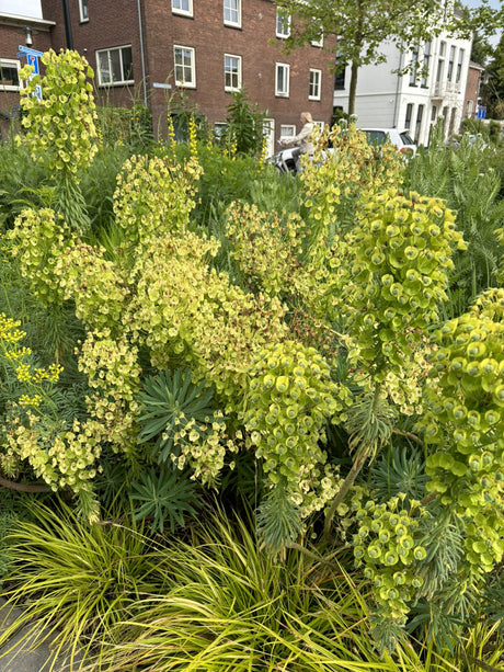 Euphorbia amygdaloides ssp. robbiae mit Blüte; Einsatz: ;;ab 6,30 Euro