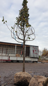 Bohnenapfel; vorbereitet für Versand; robust; Einsatzmöglichkeit z.B. : Obstbaumwiese; erhältlich mit Stammumfang von ab 6 bis 20-25 cm;;günstig mit Qualität