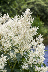 Aruncus dioicus; schöne Blüten;;ab 0,00 Euro