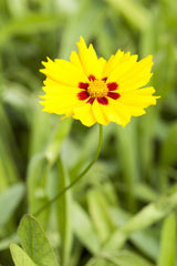 Coreopsis lanceolata 'Sterntaler'; pflegeleicht;;ab 0,00 Euro